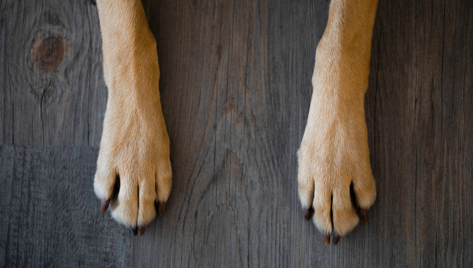 Looking After Your Dog's Claws & Nails Purina